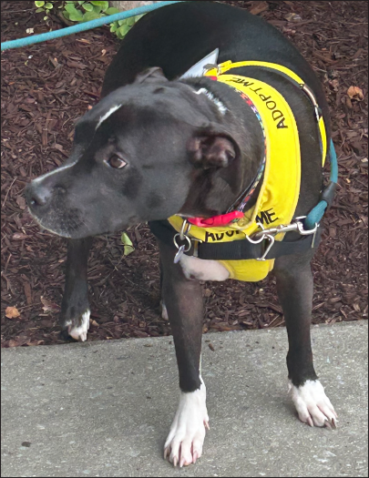 Dog Adoption Mark Jacobson Toyota