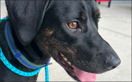 Dog adoption Mark Jacobson Toyota